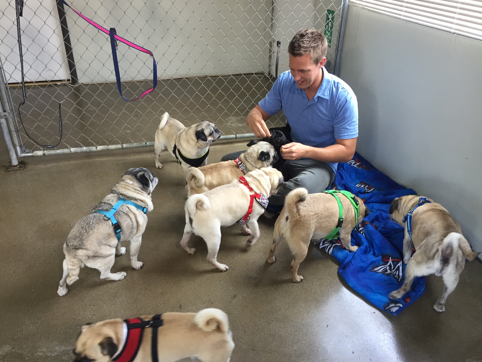 pugs up for adoption