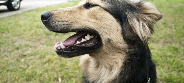 Save a Mutt: Why Mixed Breed Dogs Make Great Pets