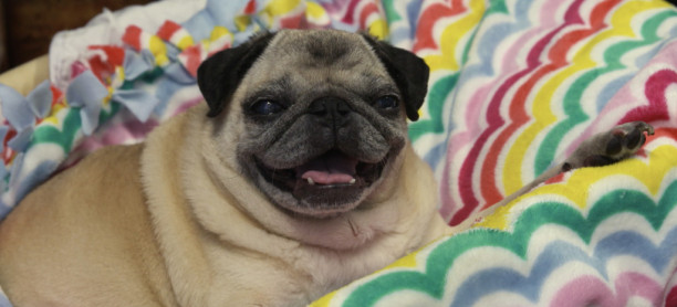 5 Tips for Your Pug’s Heath and Happiness