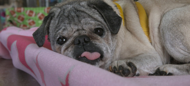 5 Tips for Your Pug’s Heath and Happiness